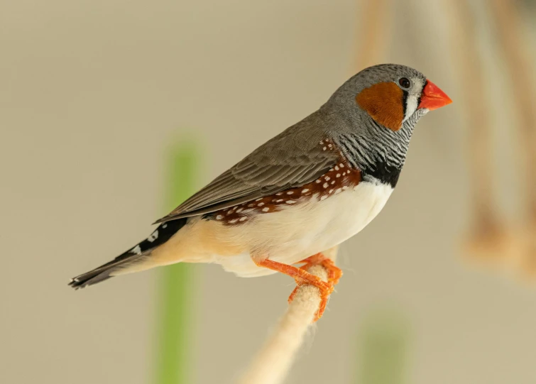 a bird perched on a nch with a pattern painted on the head