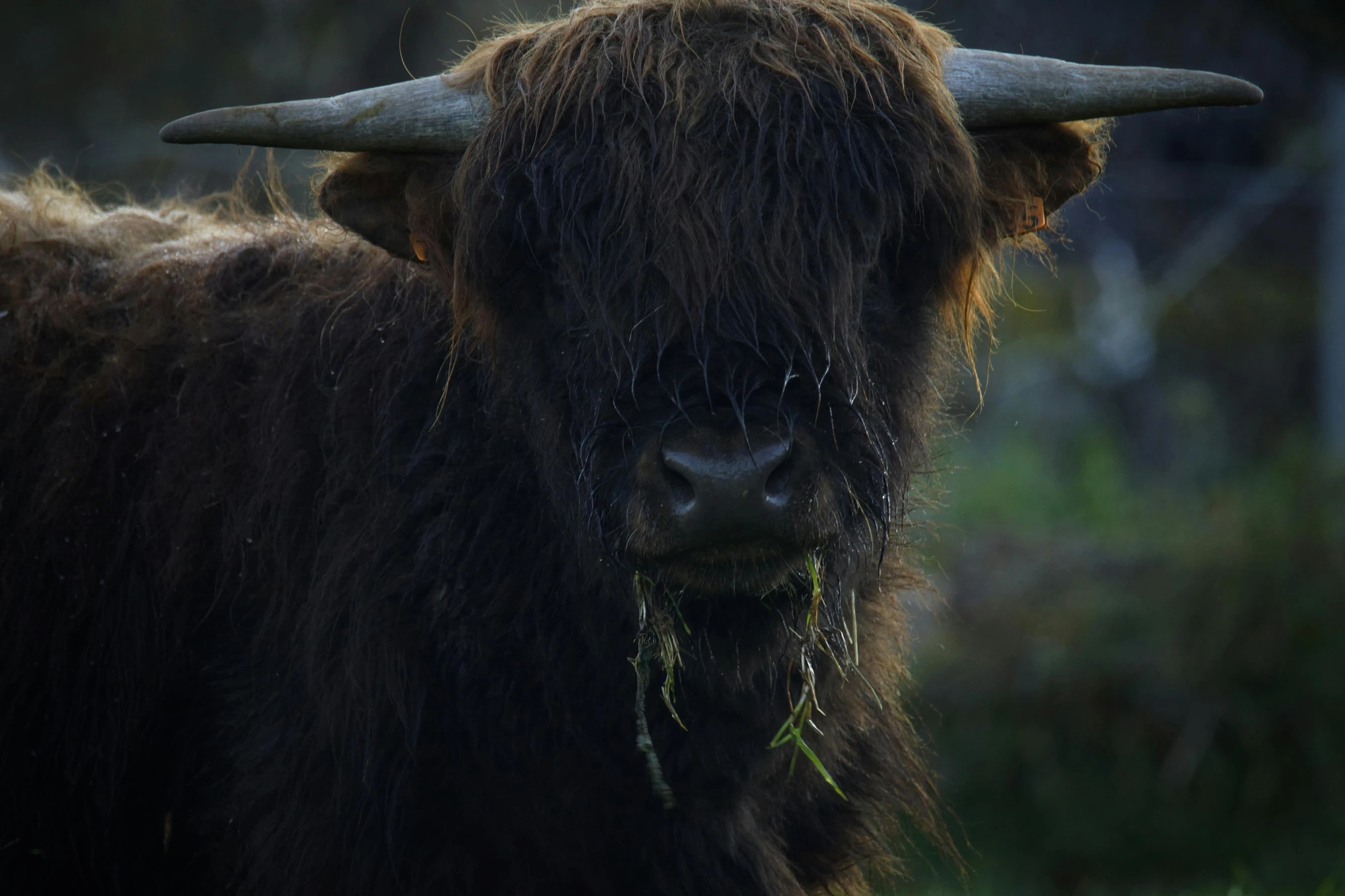 a long - horned ox is eating grass