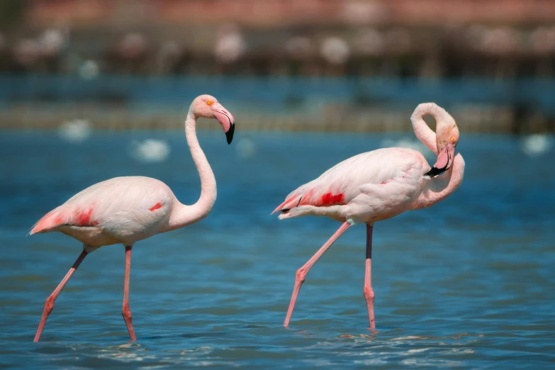 a pair of flamingos stand in the water