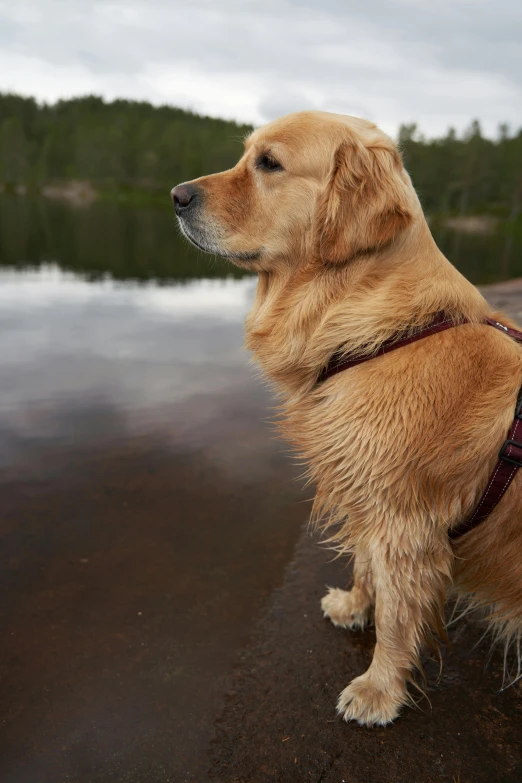 the golden retriever dog is staring over the water