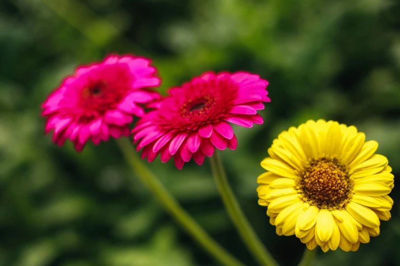 a few pink and yellow flowers bloom together