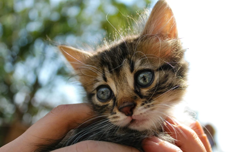 a cat is being held by a person