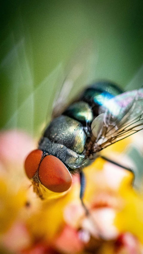 a blue fly sitting on top of yellow flowers