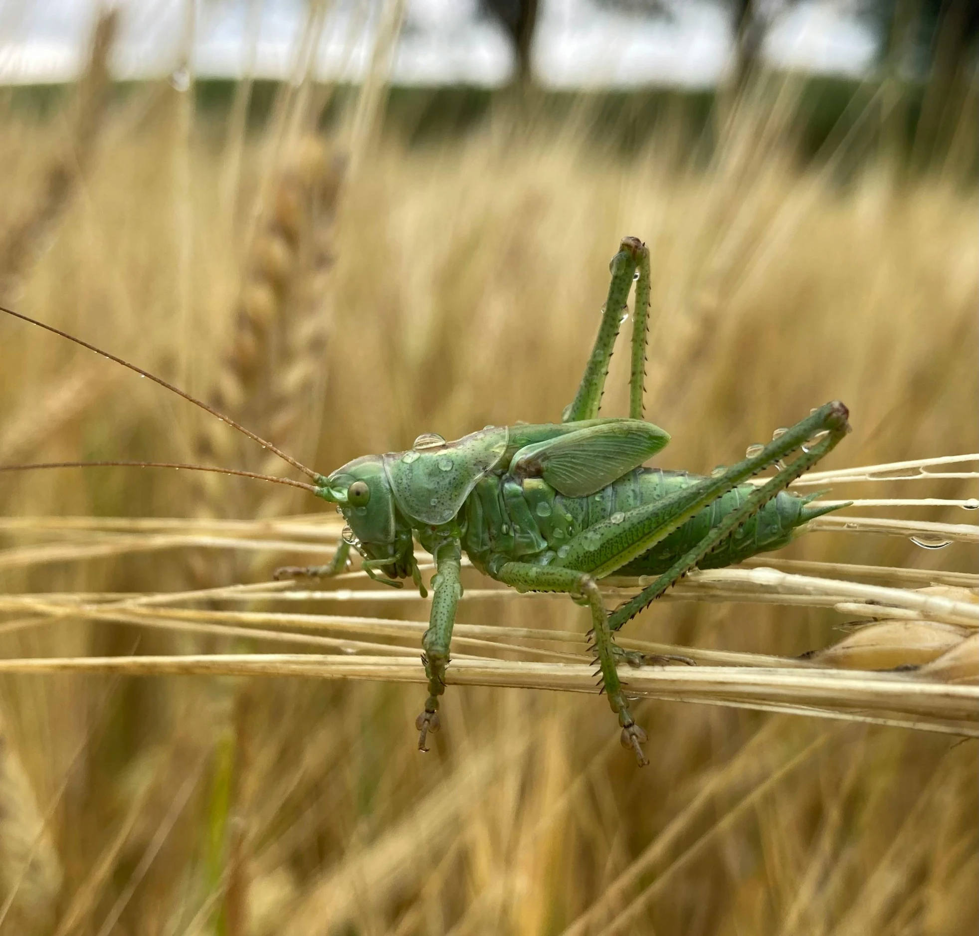a large green insect standing in a wheat field
