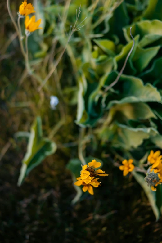 yellow flowers are on the green grass