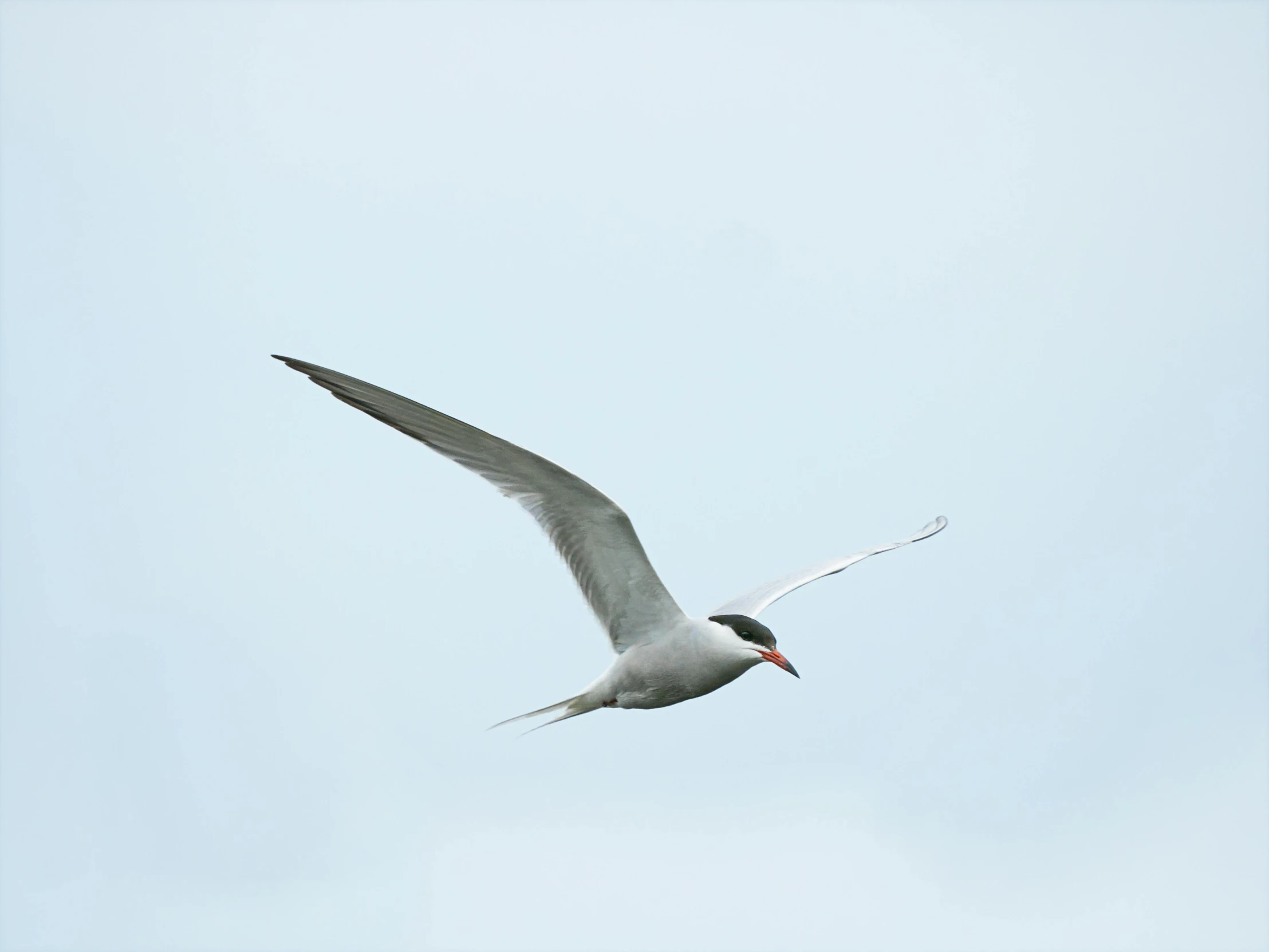 a bird is flying through the blue sky