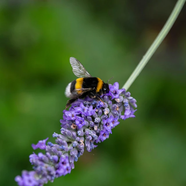 a small bee sitting on top of a purple flower