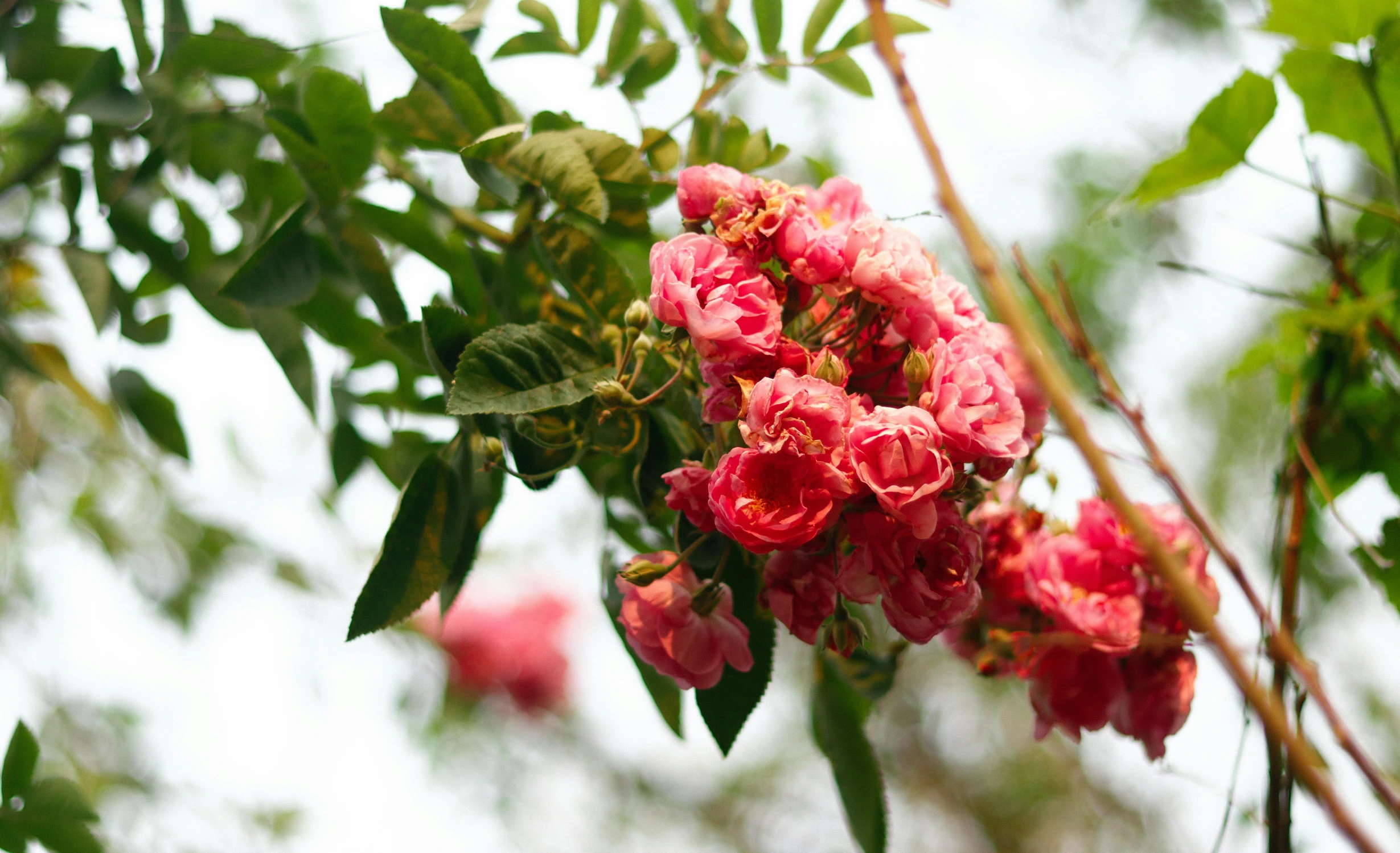 a pink flower on a tree nch in the wild