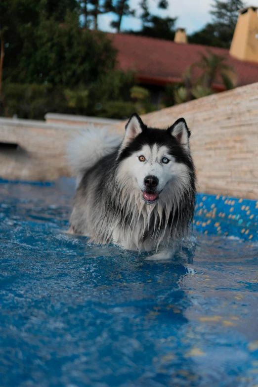 there is a black and white dog playing in the water