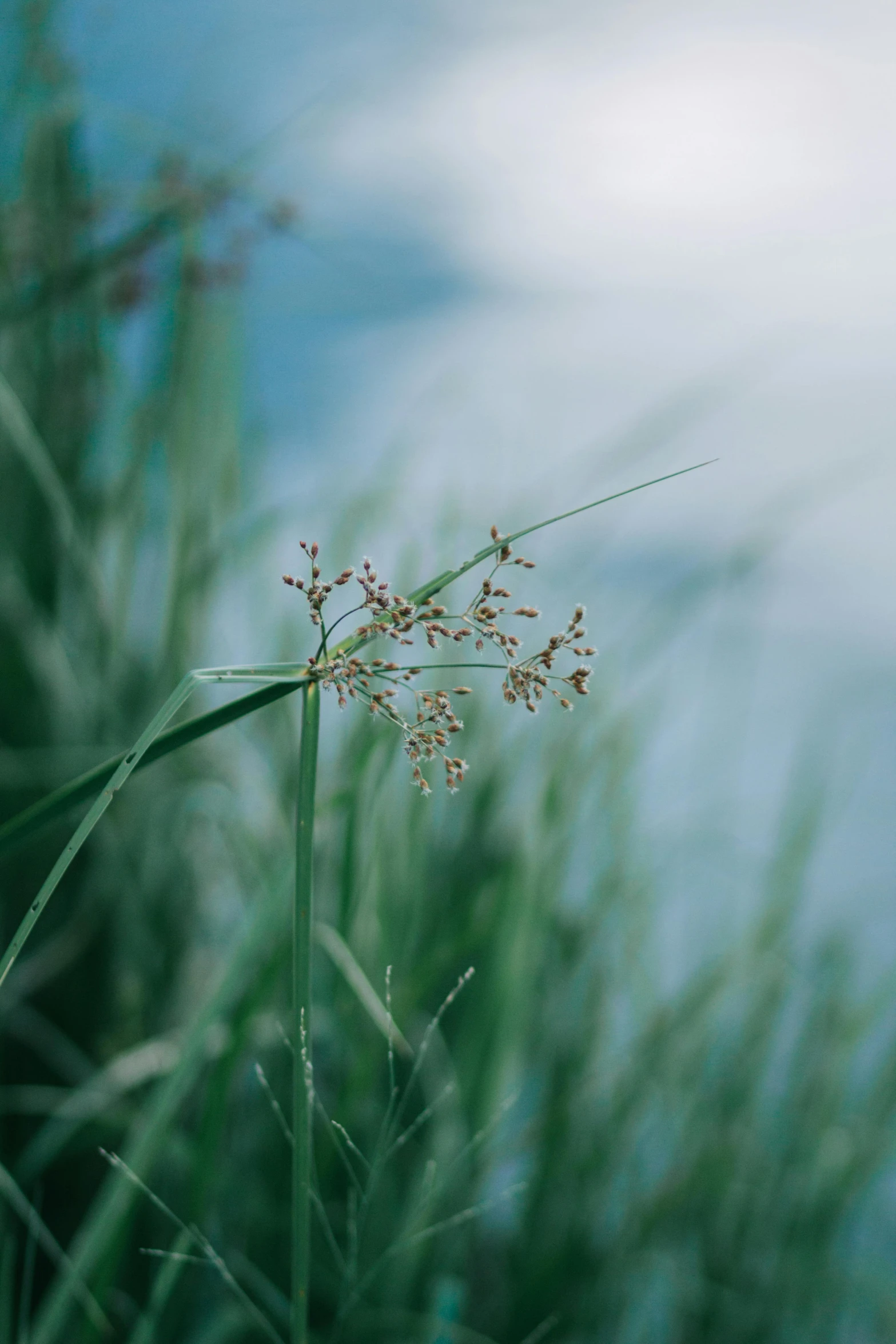 the large flower bud on top of a tall grass stalk