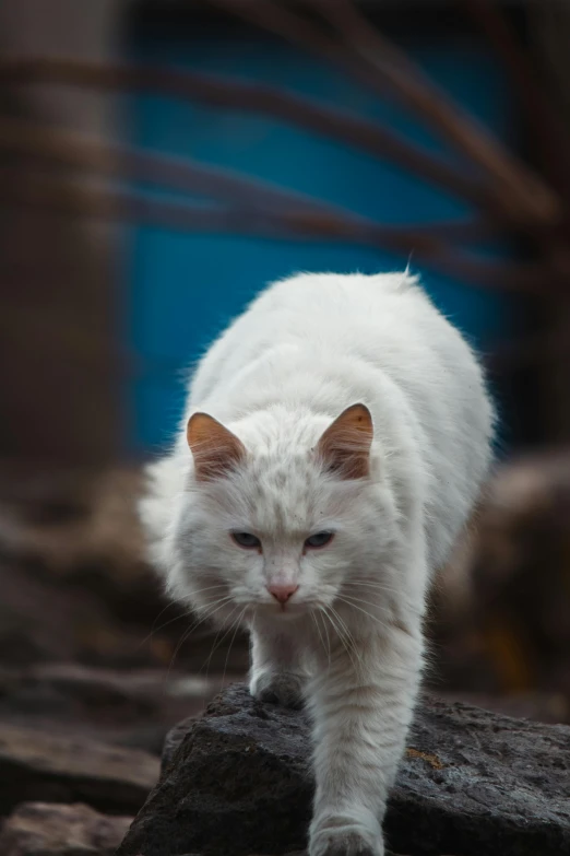 a white cat walking on a rock by itself