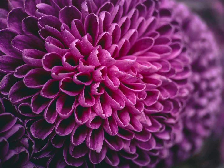 this is a close up of a purple flower