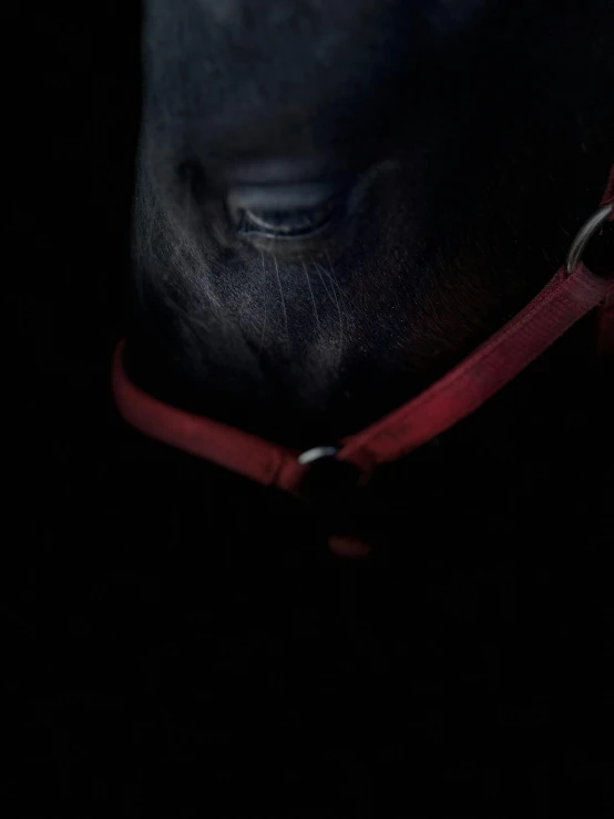 a horse with a red bridle on is standing in the dark