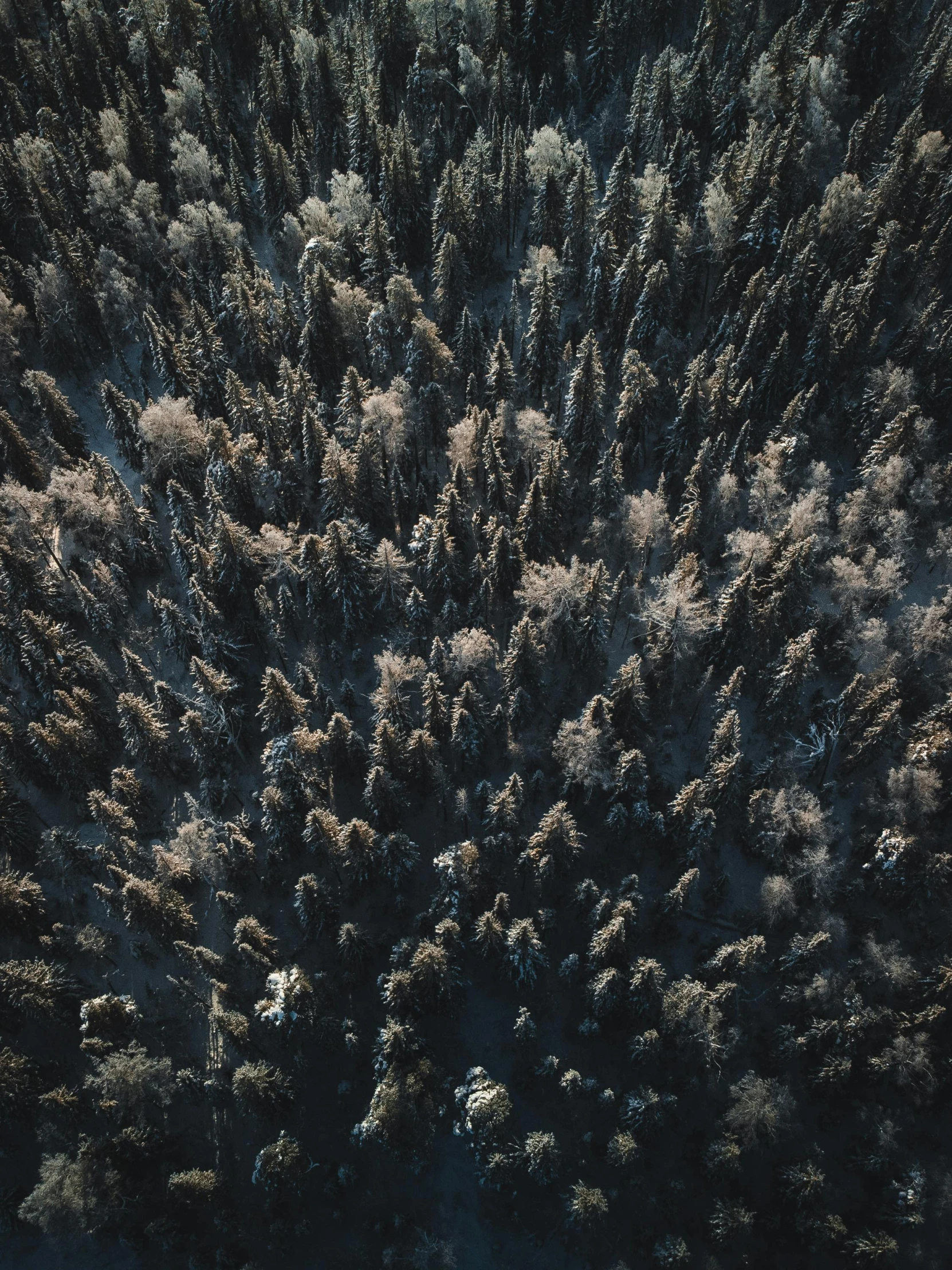 a large area of trees in the middle of the woods