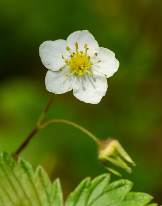 close up of a white flower with leaves