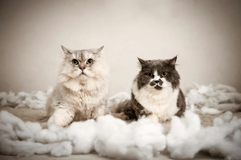 two cats sitting in the middle of fluffy white clouds