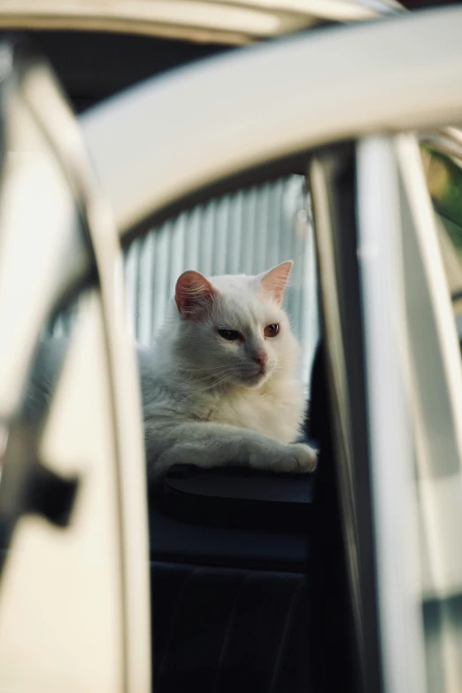 a white cat laying in the passenger side window of a car