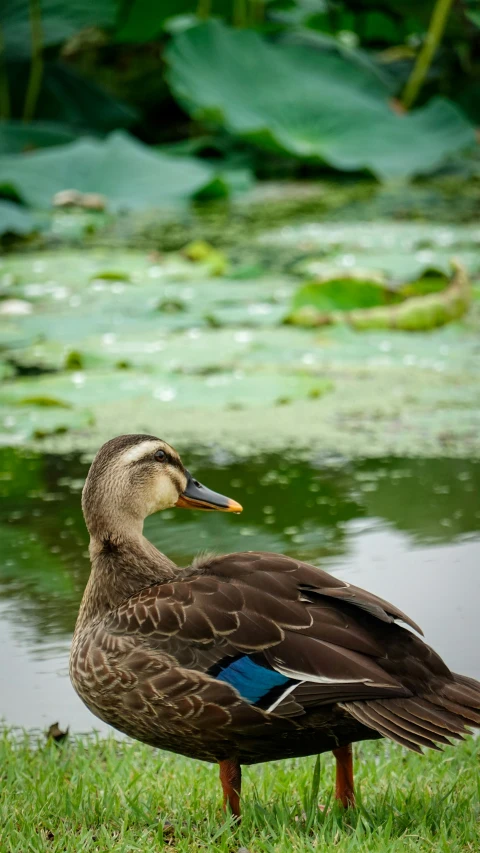a duck stands alone in the grass by water