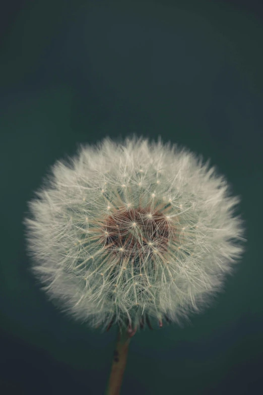 the dandelion is beginning to fly as it comes out