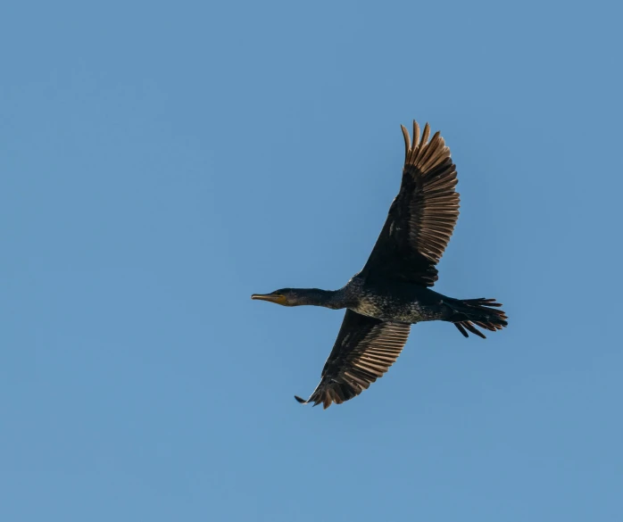 a bird flying in a bright blue sky