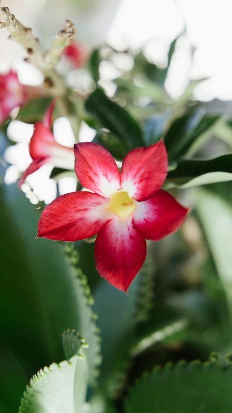 red and white flower is growing from the ground