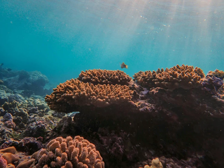 a coral reef in the middle of a sea with sunbeams