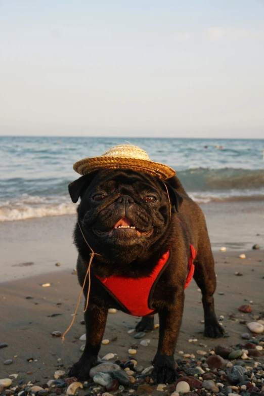 a small dog standing on top of a sandy beach