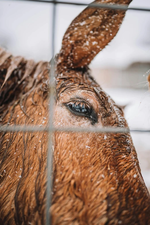 a horse is outside with it's face partially visible through the fence