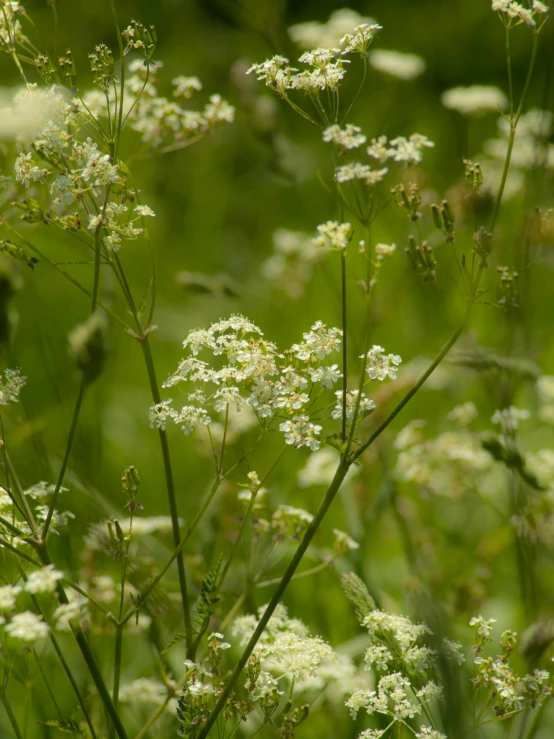 green grass and weeds with white flowers