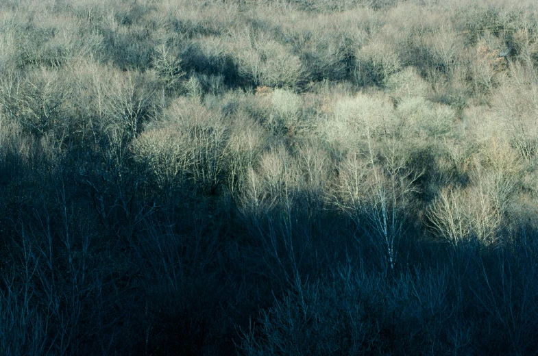 a picture of a field that is surrounded by trees