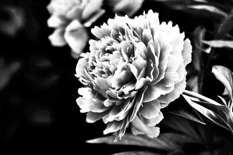 a large flower with multiple petals in a black and white po