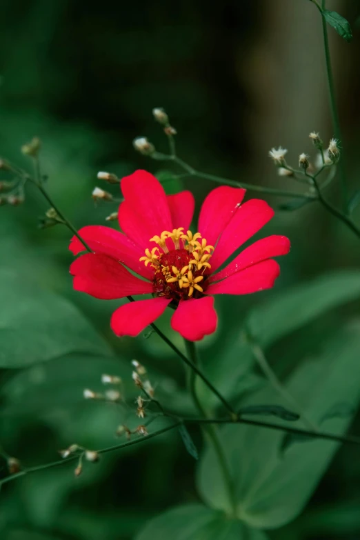 a red flower with yellow center in front of a green plant