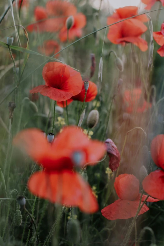 the stems of red poppies in the field