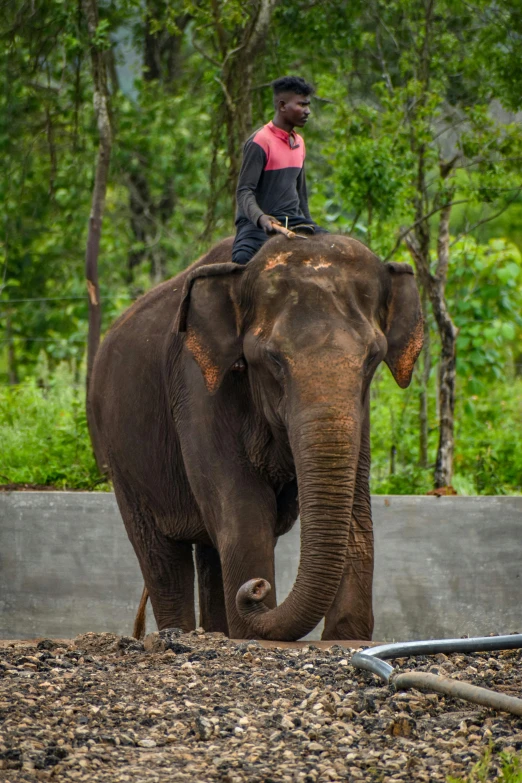 a man riding an elephant in a wooded area