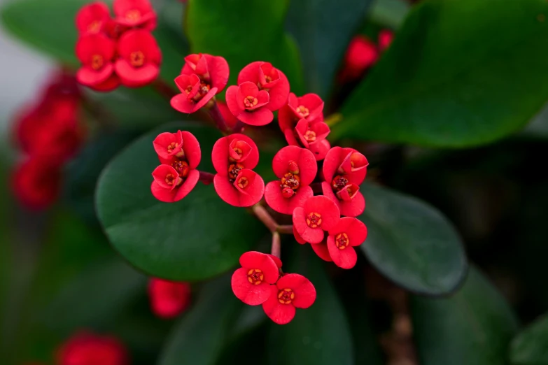 red flowers on a green plant in the garden