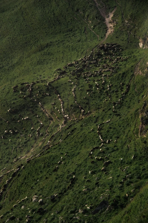 some very pretty animals on the side of a hill