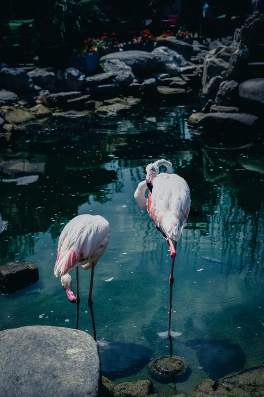 two birds standing on the side of a pool of water