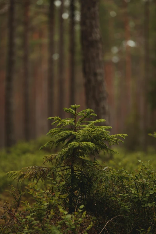 a small green tree sitting in the middle of a forest