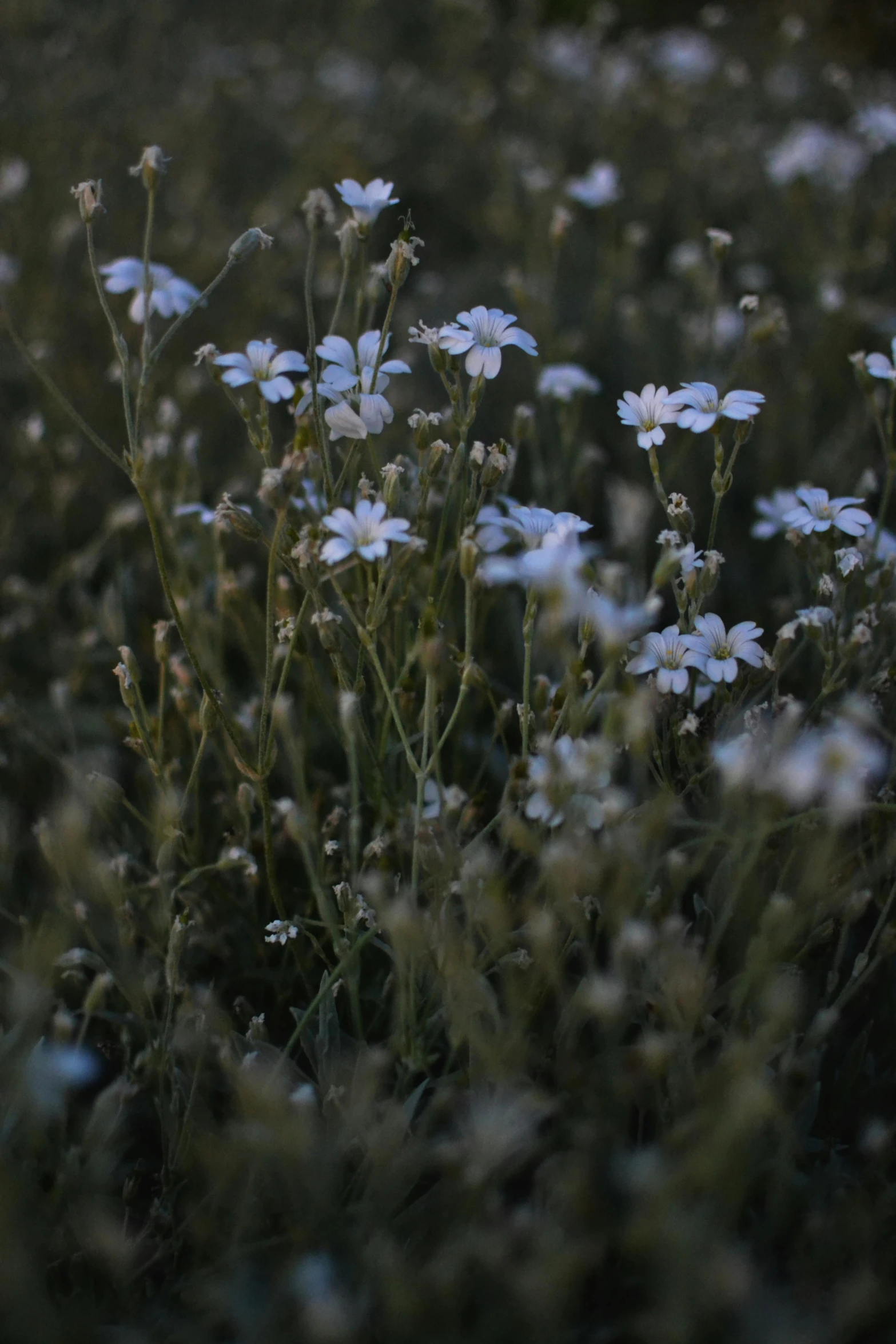 a field filled with lots of white flowers