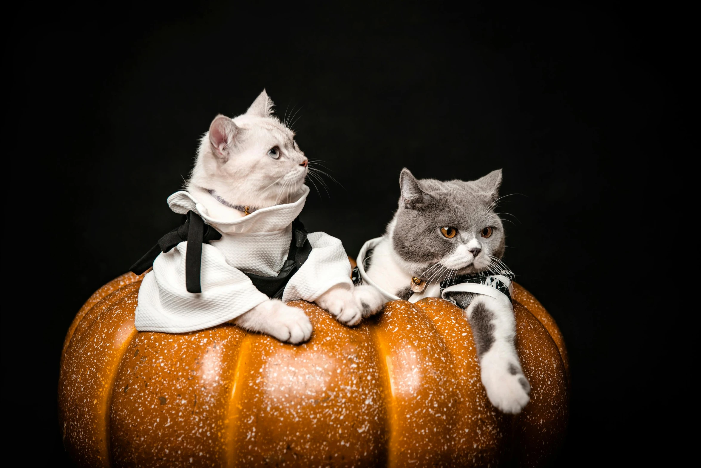 two cats sitting on a pumpkin covered with snow