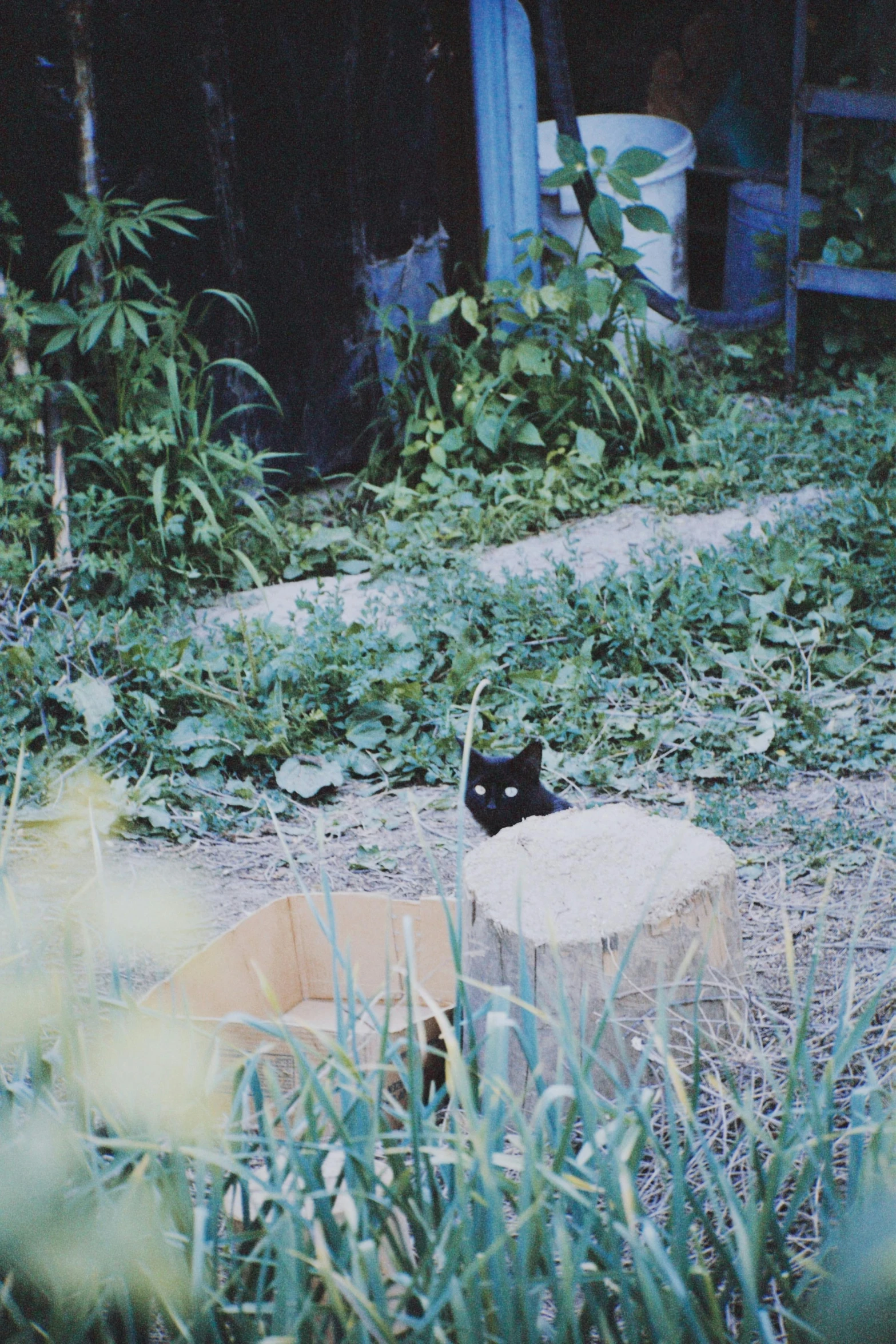 a black cat laying on top of a wooden stump