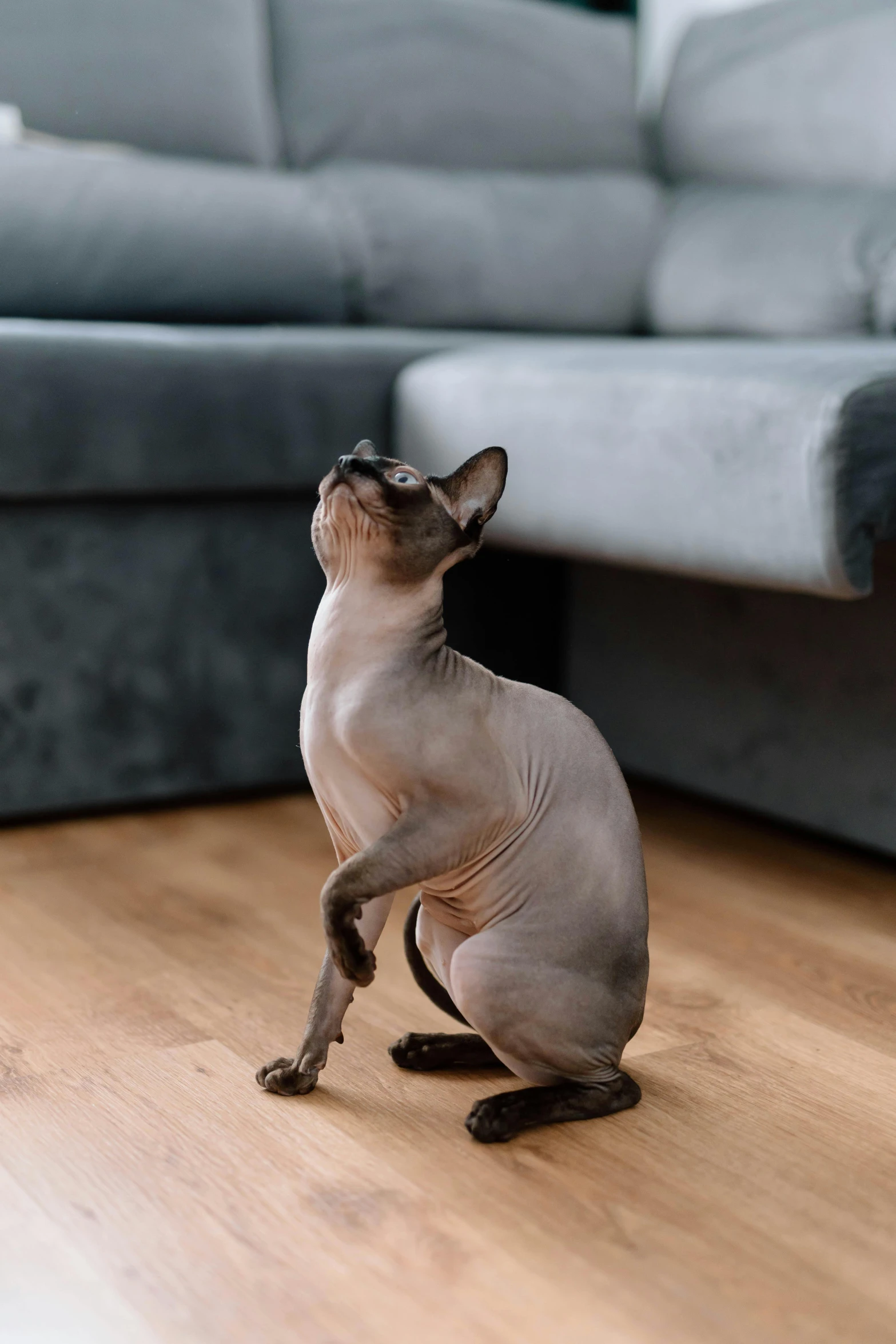 a cat sitting on the floor looking up