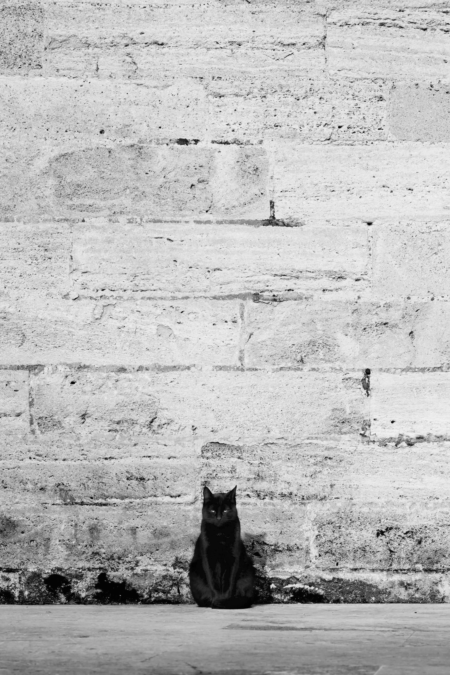 black cat sitting on the ground in front of a wall