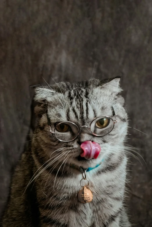 cat with tongue, glasses and nose ring posing for camera