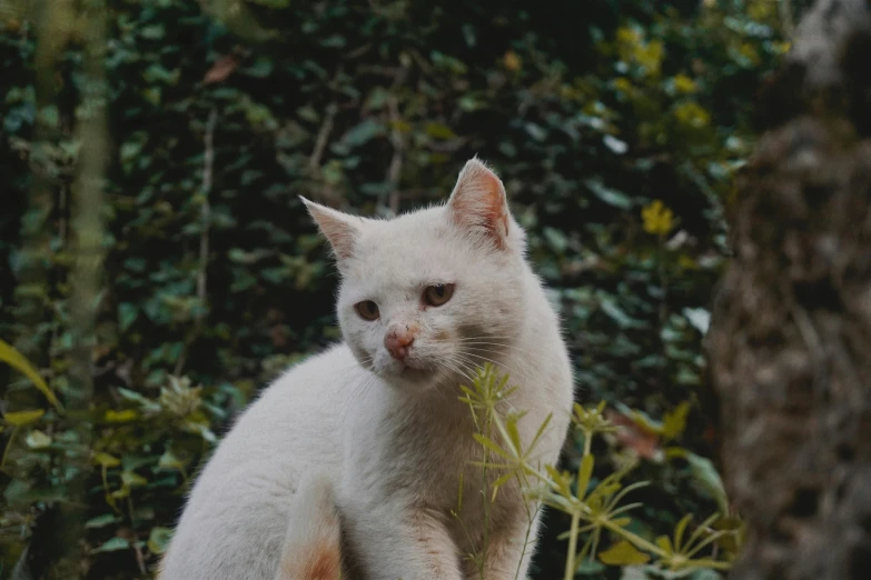 a white cat standing outside in the grass