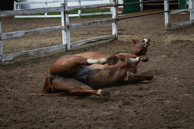 a foal is laying on its back in an enclosed area