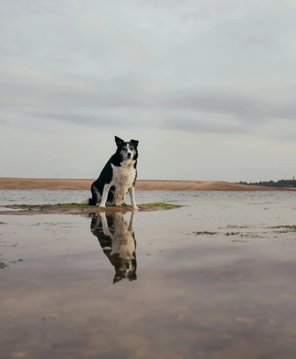 a small black and white dog is sitting on the shore