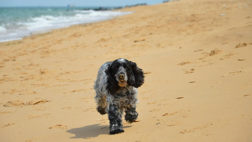 there is a large black and gray dog running along the beach