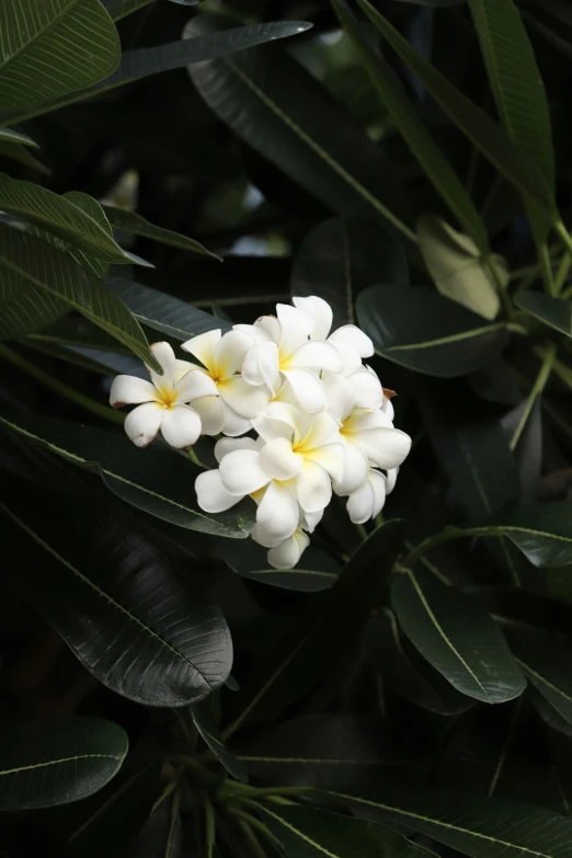 some white flowers in a green bush and leaves