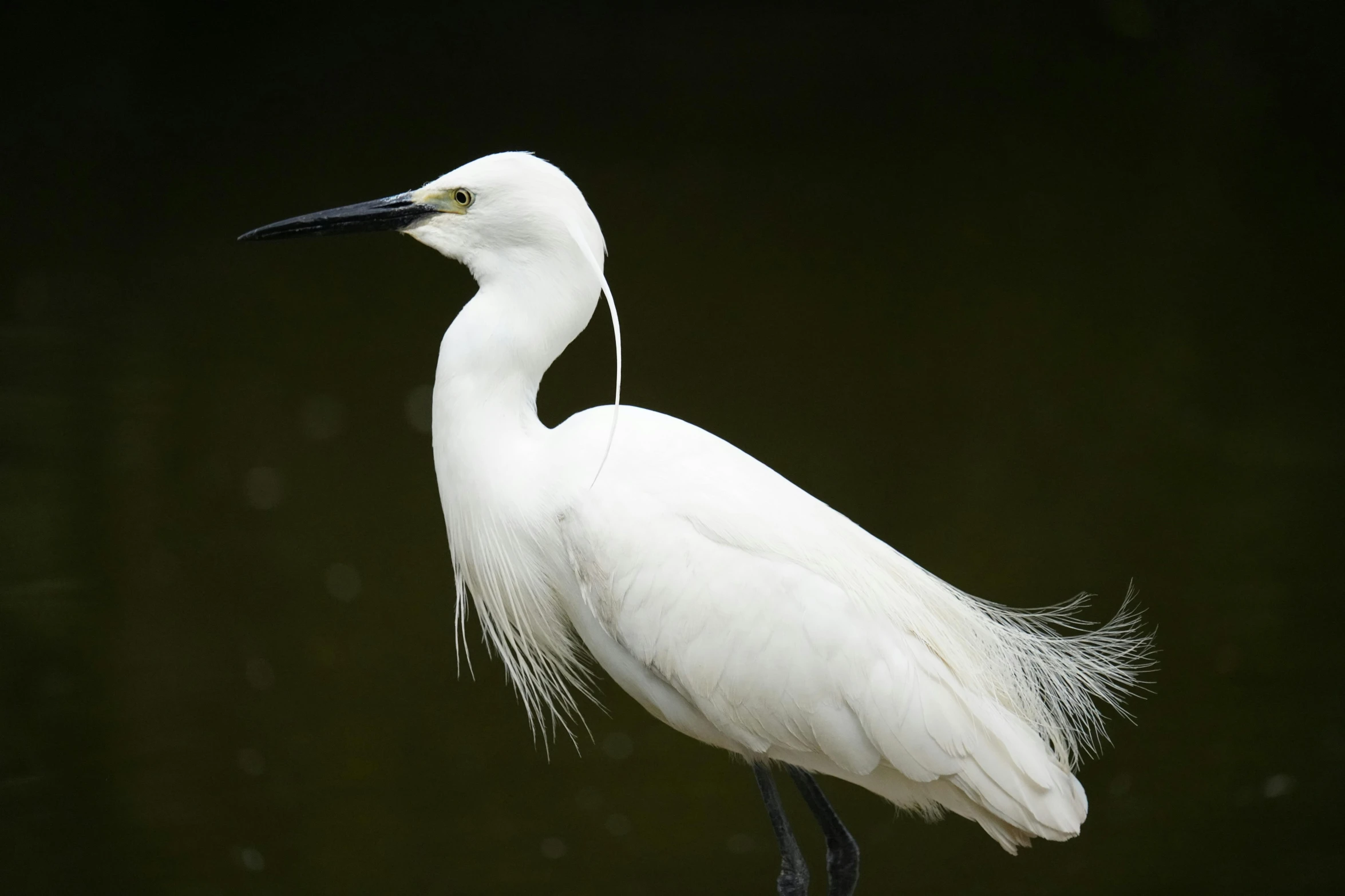 a white bird with long legs is standing on a rock